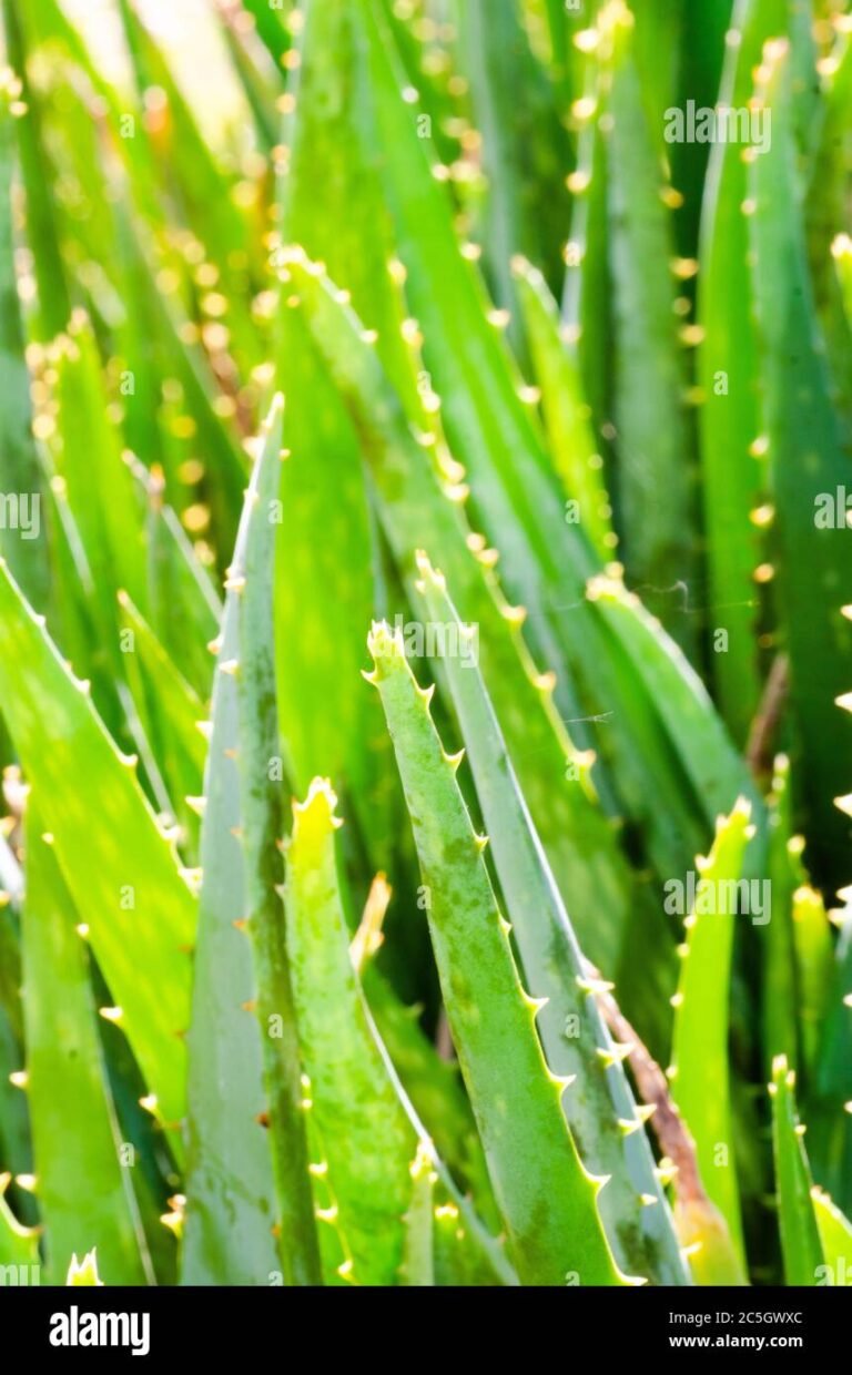 What is Forever The Aloe Vera Company: An Overview